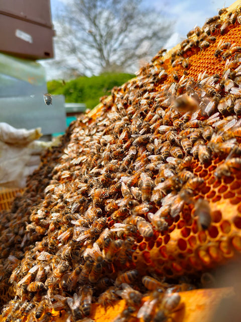 Initiation apiculture