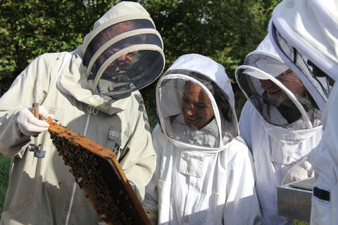Initiation apiculture