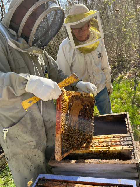 Initiation apiculture