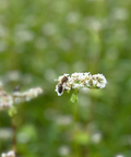 abeille qui butine du sarrasin