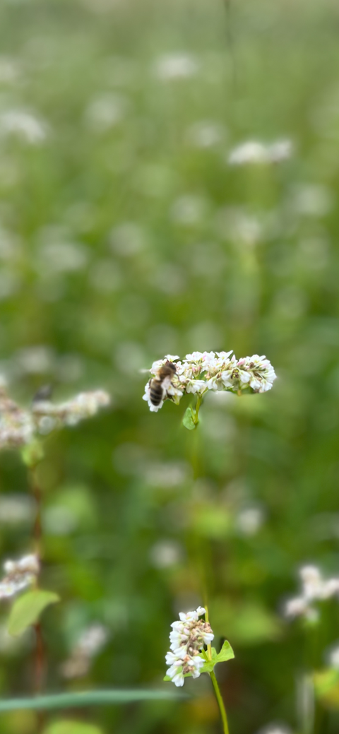 abeille qui butine du sarrasin